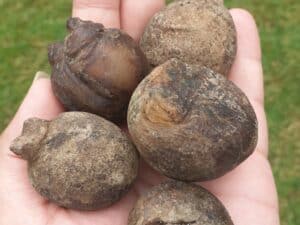 mustika stone buffalo's testicles