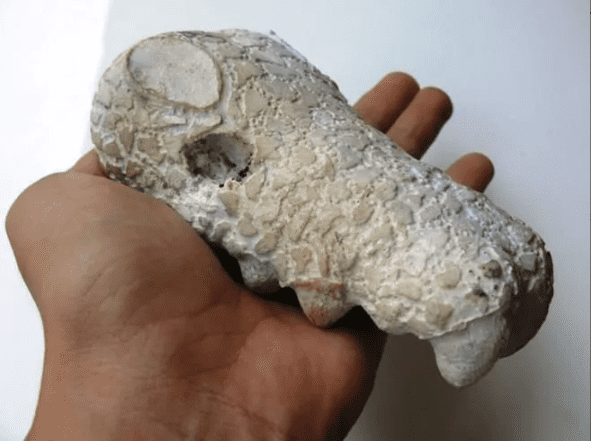 Fossilized Crocodile Head - Type A2