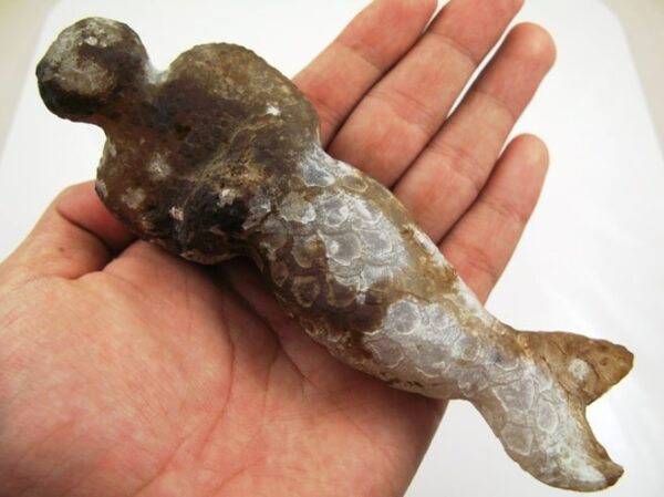 fossil of an astral creature mermaid