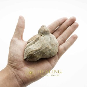 Crocodile Pearl - Type J (King Crocodile)Bezoar Stones Bezoar Crystals Healing Bezoar Stones Animal Totem Stones, Power Animal Stones Ritual Power Stones Ritual Crystals Crystals Talismans Stones Talisman Crystals Amulet stones mystical shaman shamanic spiritual spiritualism metaphysics occult