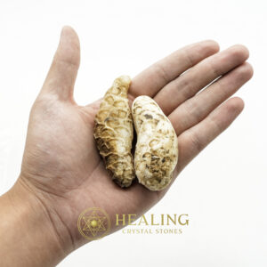 White King Cobra Pearl - Type A3 - Healing Crystals, Crystal Stones Mustika Pearls Mustika Stones Talismanic Stones Amulet Stones Healing Stones Spiritual Crystals Crystals Talismans Stones Talisman Crystals Amulet stones mystical shaman shamanic spiritual spiritualism metaphysics occult psychic