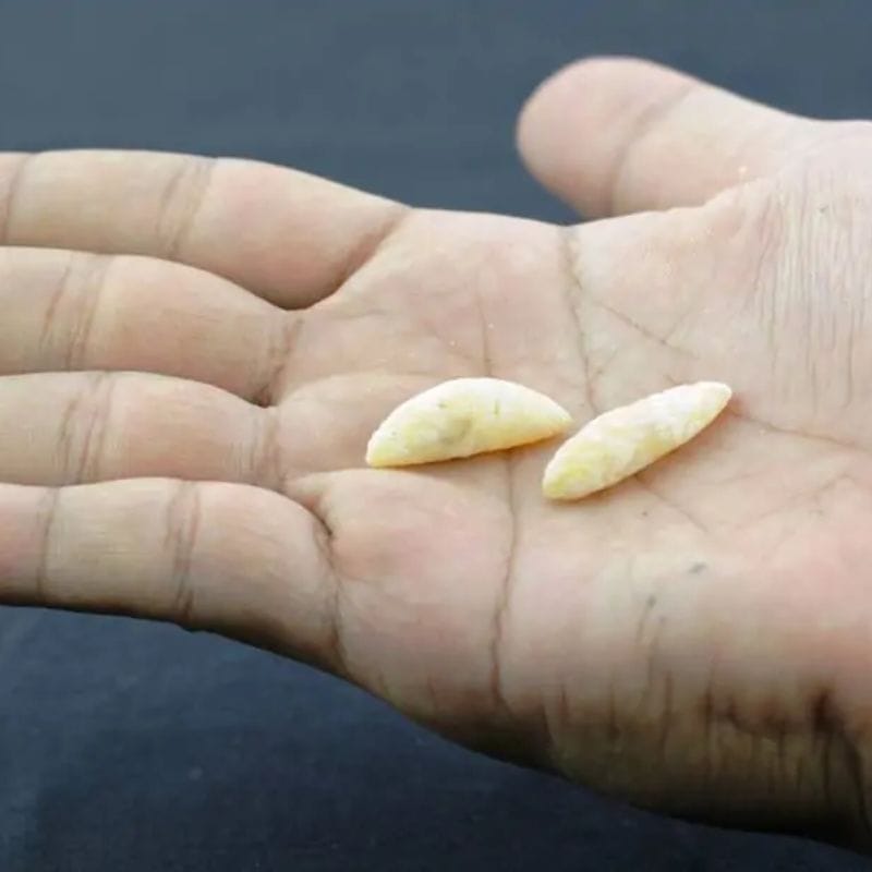 White Biawak Lizard Pearls - Type A4