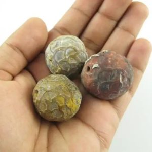 Sanca Tiger Snake Pearl - Type A