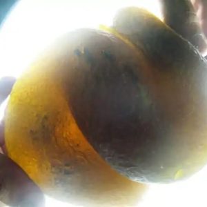 Snake Fossil - SF 36 (Discounted- Fractured)