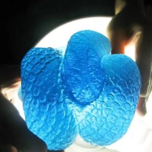 Snake Fossil - SF 35