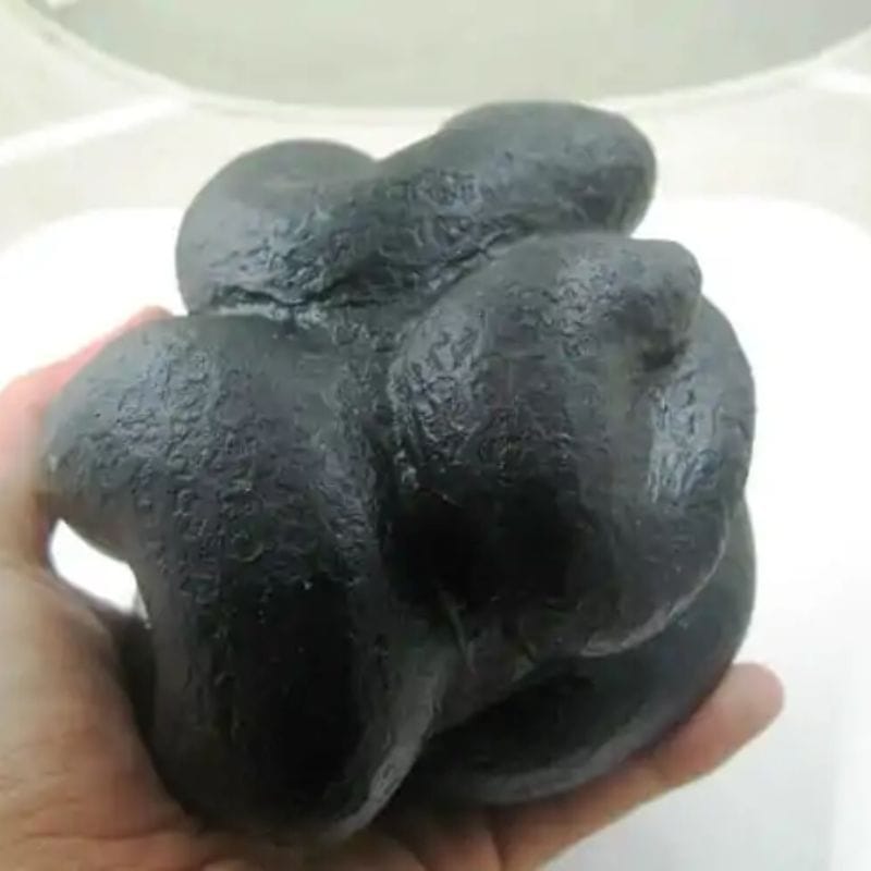 Snake Fossil - SF 30