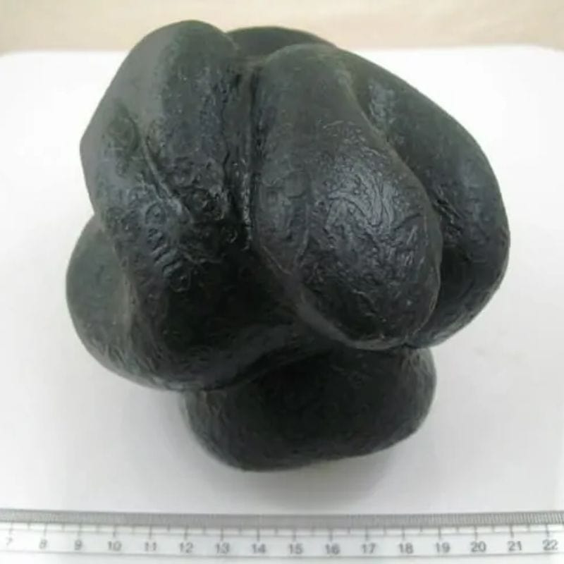 Snake Fossil - SF 30