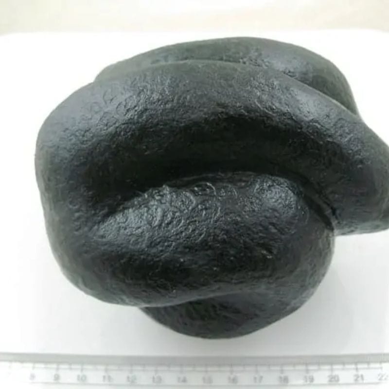 Snake Fossil - SF 30