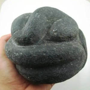 Snake Fossil - SF 22