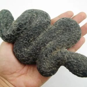 Snake Fossil - SF 15