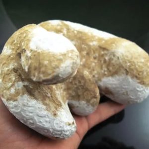 Snake Fossil - SF 8
