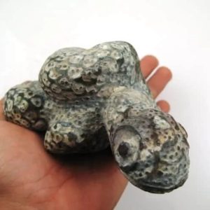 Snake Fossil - SF 7