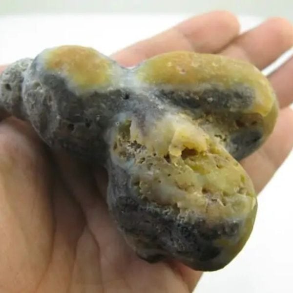 Mummified Dugong - Type A2