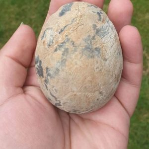 Buffalo Pearl - Type C2