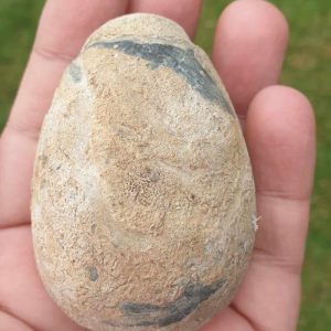 Buffalo Pearl - Type C1