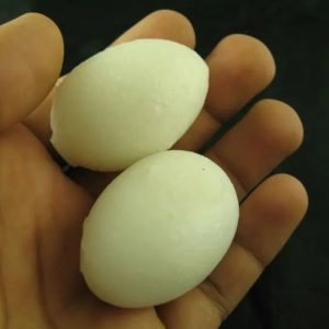 White Tiger Eggs - Type A