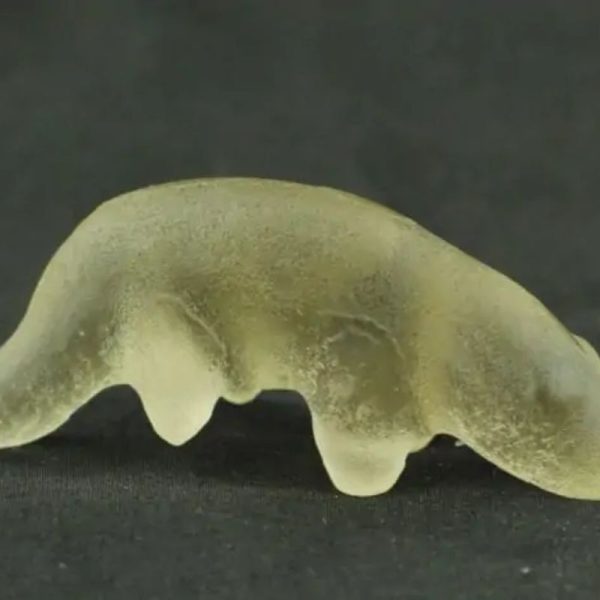 Fossilized Weasel Pearl - Type A11 - Image 3