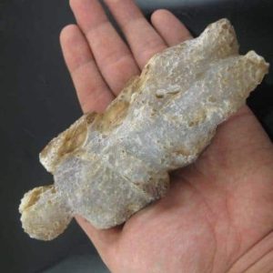 Shaman Fossil - BK 17