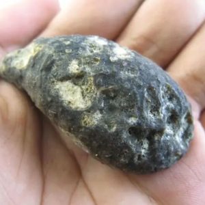 Snake Heart Fossil Type - D5