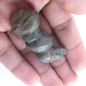 Fossilized Caterpillar – Type A5