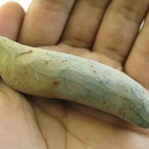 Snake Heart Fossil Type - G2