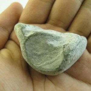 Snake Heart Fossil Type - E1