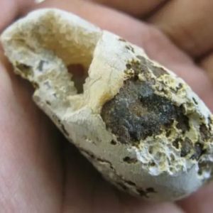 Snake Heart Fossil Type - F1
