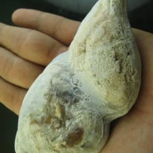 Snake Heart Fossil Type - M1
