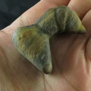 Dragon Horn Fossil - Type A1