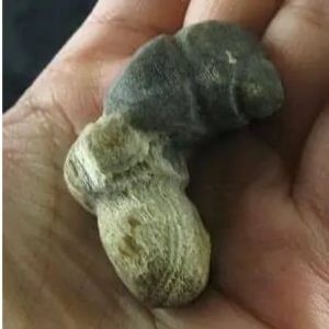 Dragon Horn Fossil - Type A2