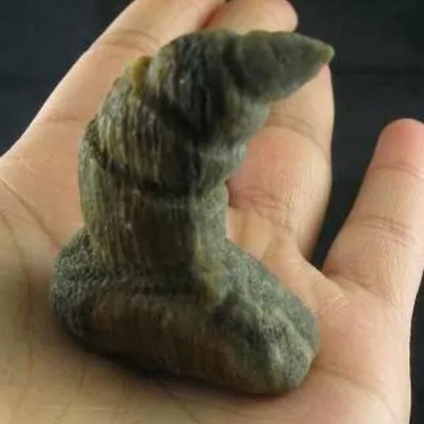 Dragon Horn Fossil - Type A3 - Image 2