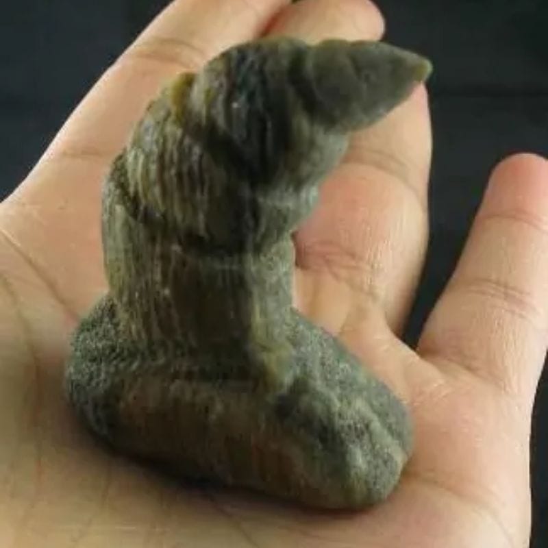 Dragon Horn Fossil - Type A3 - Image 2