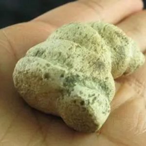 Dragon Horn Fossil - Type C4