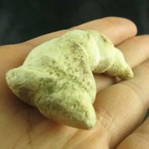 Dragon Horn Fossil - Type D2