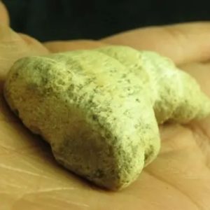 Dragon Horn Fossil - Type D3