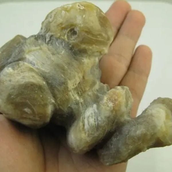 Golden Snail Fossil - Type E2 (Male)
