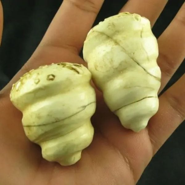 Fossilized Snail Shell - Type B2