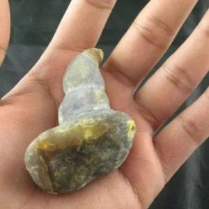 Giant Snake Horn Fossil - Type A3