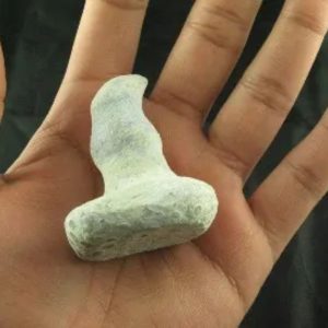 Giant Snake Horn Fossil - Type A5