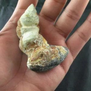 Giant Snake Horn Fossil - Type A14