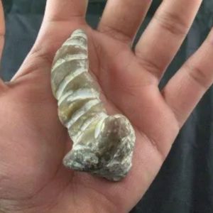 Giant Snake Horn Fossil - Type A16