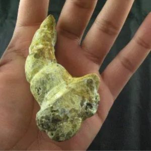 Giant Snake Horn Fossil - Type A20