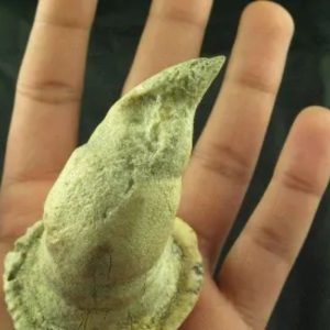 Giant Snake Horn - Type B11