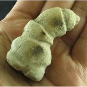 Dragon Horn Fossil - Type C3