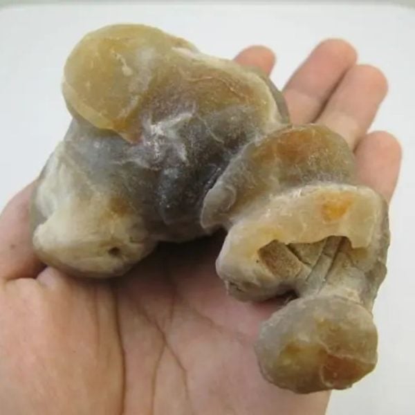 Golden Snail Fossil - Type E2 (Male) - Image 2