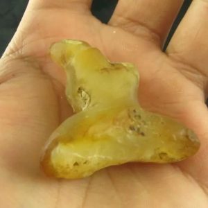 Dragon Horn Fossil (Siluman) - Type G3