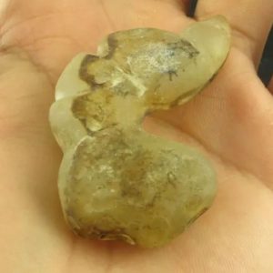 Dragon Horn Fossil (Siluman) - Type G5