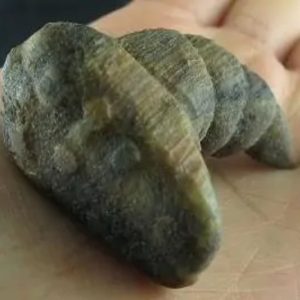 Dragon Horn Fossil - Type A3