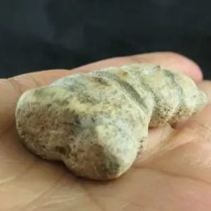 Dragon Horn Fossil - Type B2