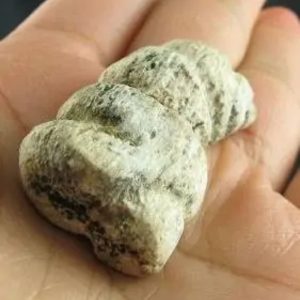 Dragon Horn Fossil - Type B3